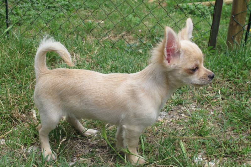 Chihuahua crema pelo lungo