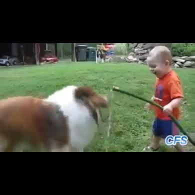Cani E Bambini Video Divertenti Animali Petpassion