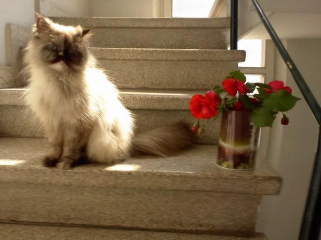 Scery il mio amore *-*