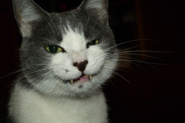 pepe e il suo super sorriso da spot mentadent! :)