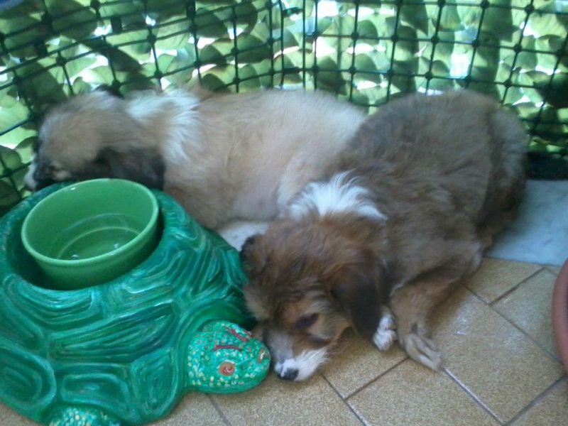 adottati!! Muffin e Cloe due cuccioli cercano casa