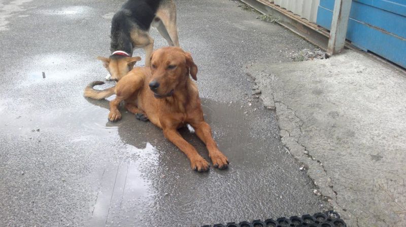 adottato!!Rio,1 anno,meraviglioso incrocio Rhodesian Ridgeback. :)! 