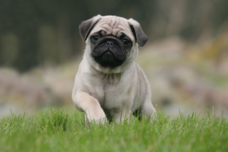 A.A.A .. cercasi cucciolo di Carlino 