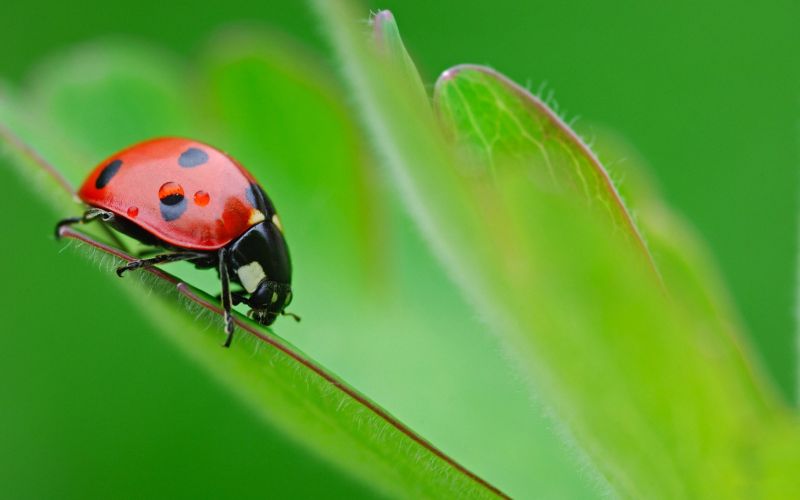 Cercasi cucciolo maschio tg piccola in regalo