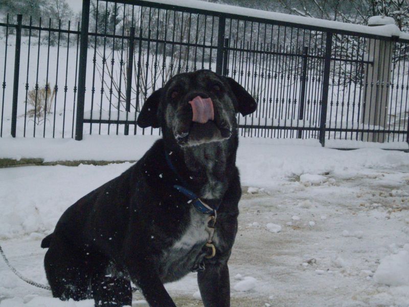 Cerco in regalo cuccioli cane corso, max 1anno.