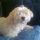 rossone12