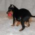 cuccioli pinscher euro 200