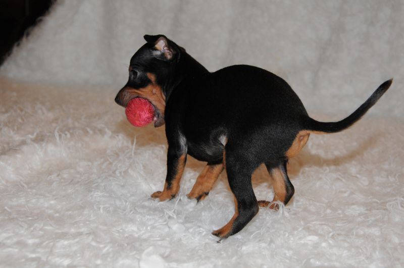 cuccioli pinscher euro 200