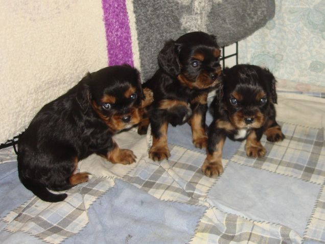 CAVALIER KING CHARLES SPANIEL BLACK&TAN