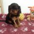 CAVALIER KING CHARLES SPANIEL BLACK&TAN