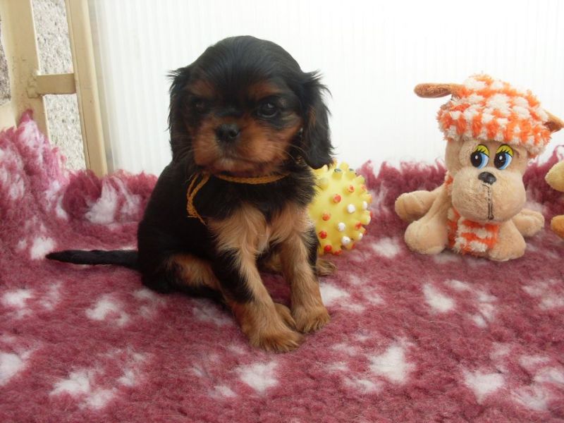 CAVALIER KING CHARLES SPANIEL BLACK&TAN