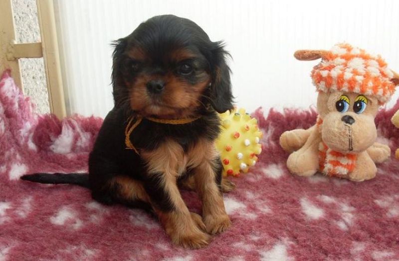 CAVALIER KING CHARLES SPANIEL BLACK&TAN