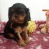 CAVALIER KING CHARLES SPANIEL BLACK&TAN