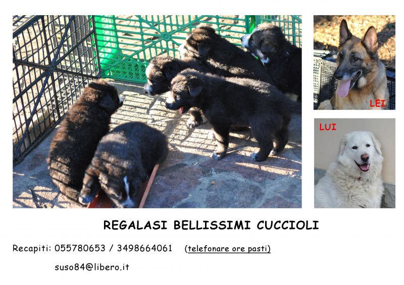 Regalasi bellissimi cuccioli