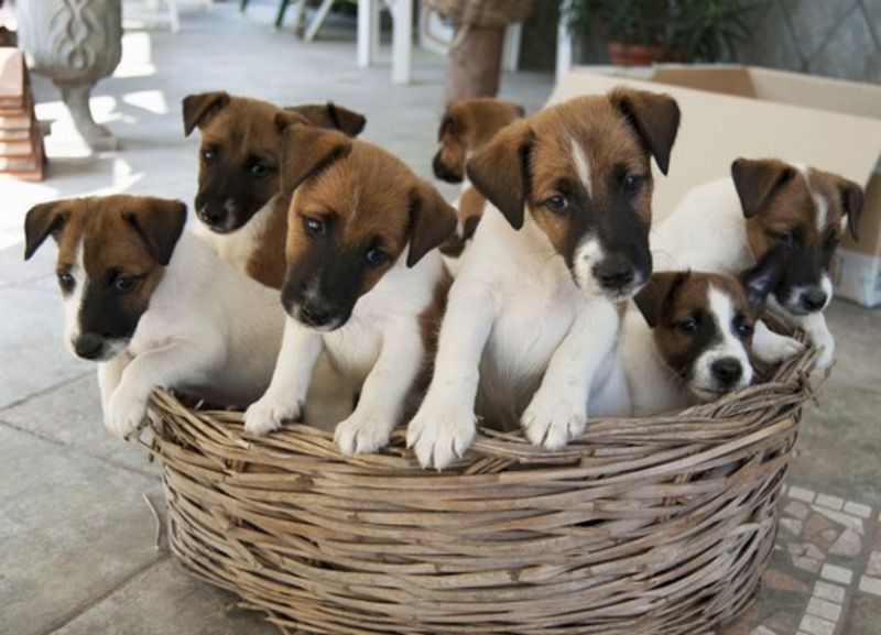 Cuccioli di razza Fox Terrier