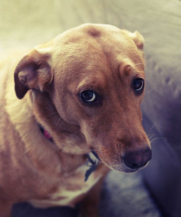 Oreste: un attore nato...