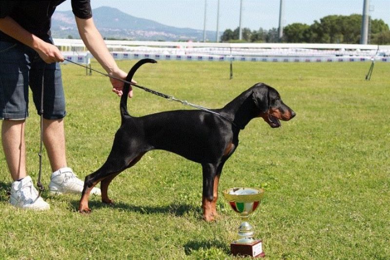 cuccioli dobermann 