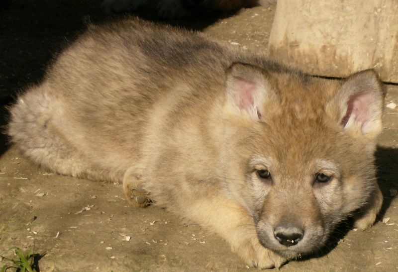 CANE LUPO CECOSLOVACCO