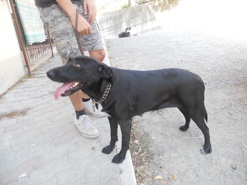 Regalo una cagnolina