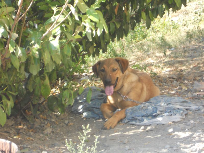 Attila 8 mesi cerca casa