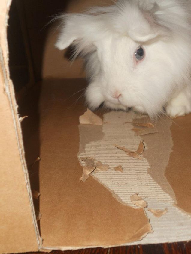 il coniglio nella scatola!