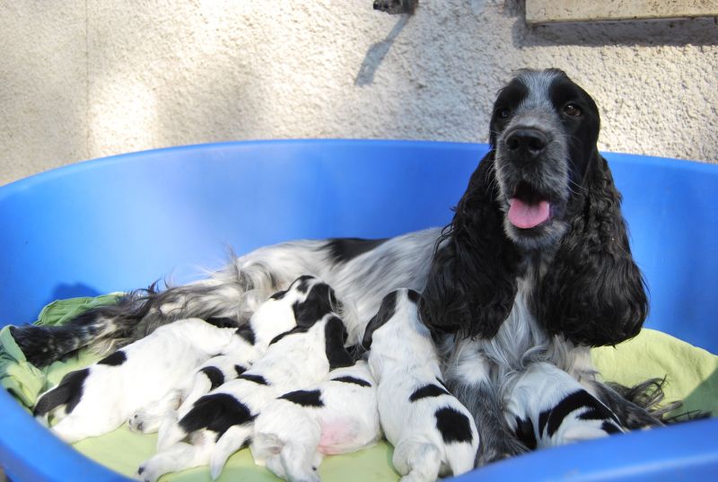 cocker spaniel inglese alta genealogia