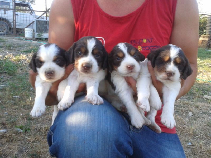 springer spaniel