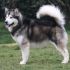 Cerco un cucciolo di malamute