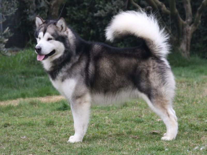 Cerco un cucciolo di malamute