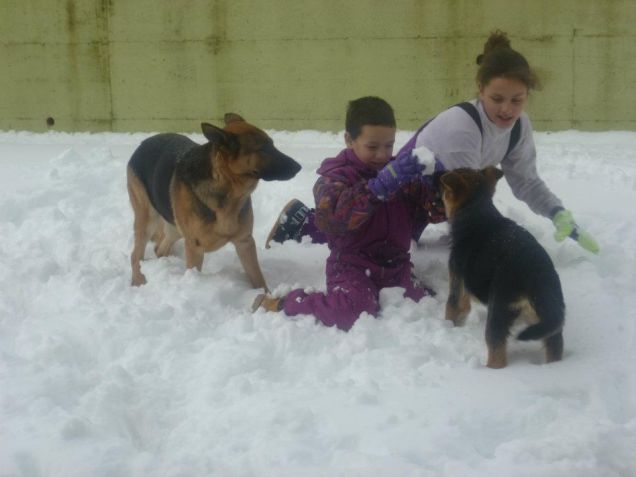 sasha che gioca con il un cucciolo(futuro marito) e con i miei cuccioli