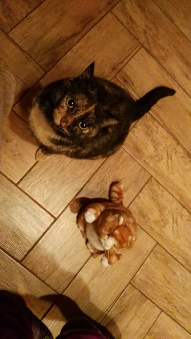 Chi è il gatto vero?