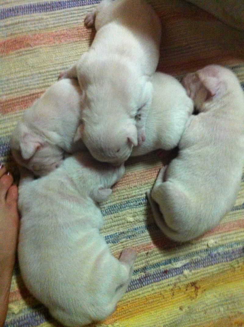 CUCCIOLI DOGO ARGENTINO