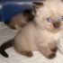 vendo splendida cucciola Ragdoll-siamese