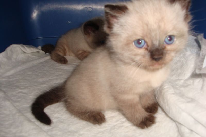 vendo splendida cucciola Ragdoll-siamese