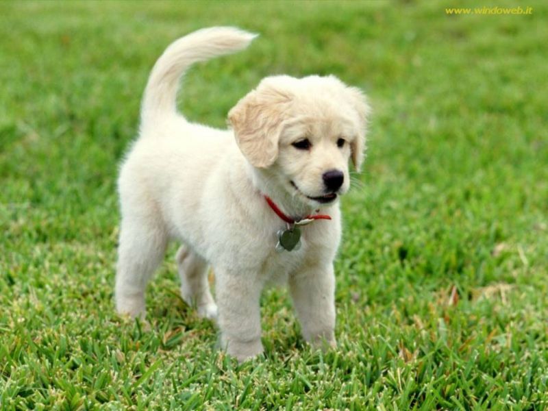 cerco cucciolone di labrador o simil