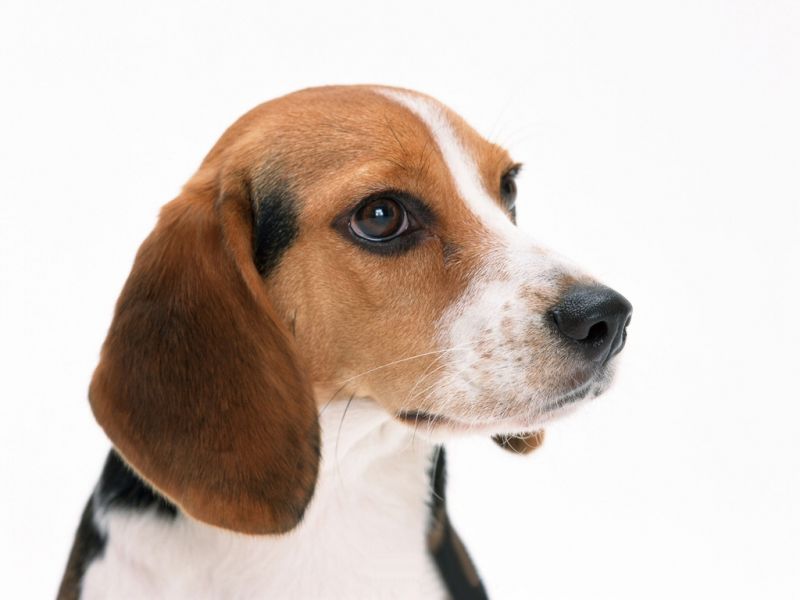 Cerco cucciolo beagle o maltese
