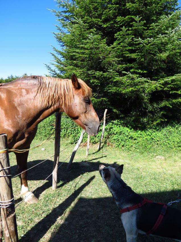 Pedro incontra un cavallino!