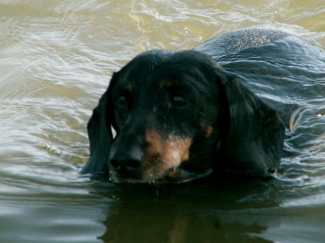 Lontra in acqua