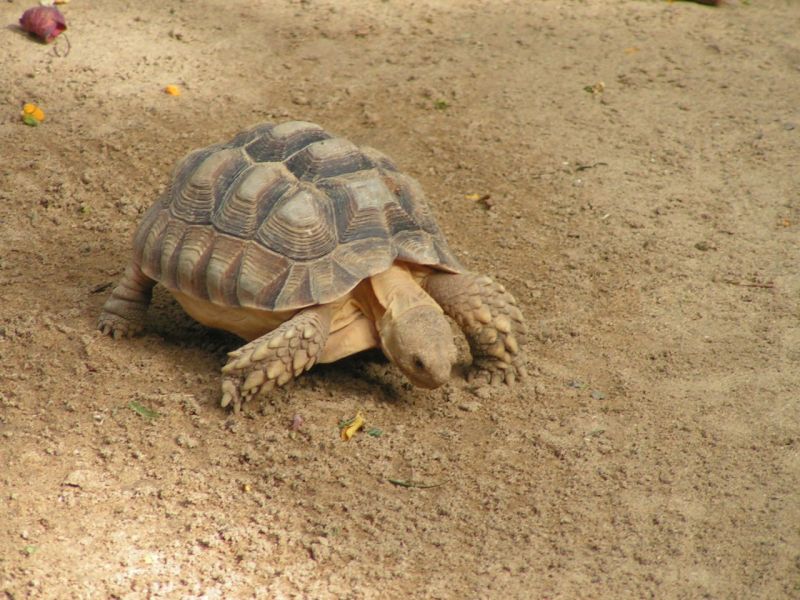 tartaruga terrestre