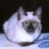 gattino siamese