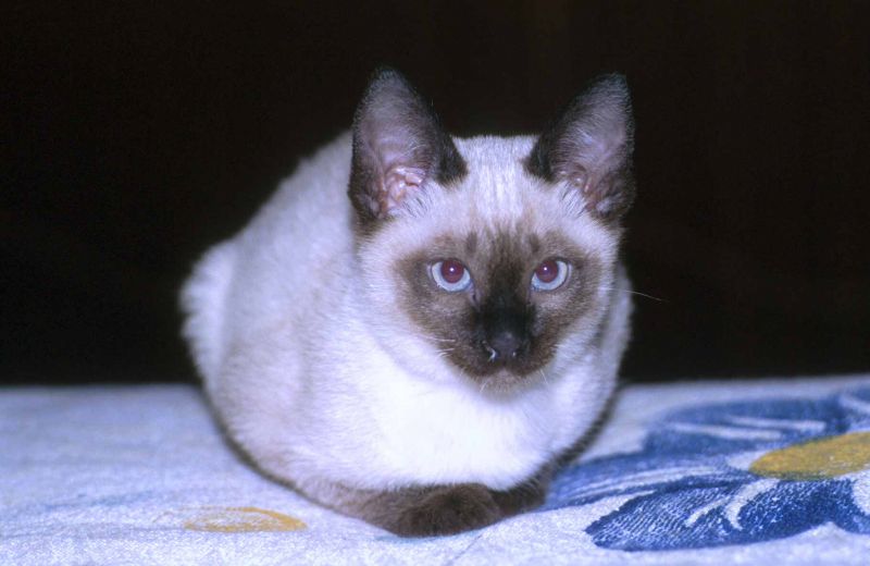 gattino siamese