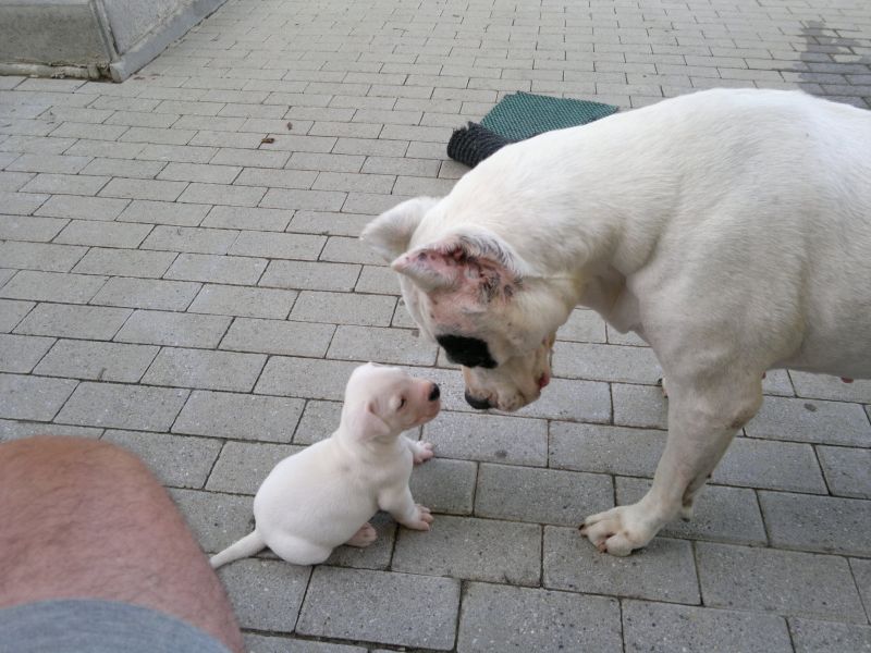 Emoteca Veterinaria