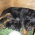 piccoli rottweiler carcano casa