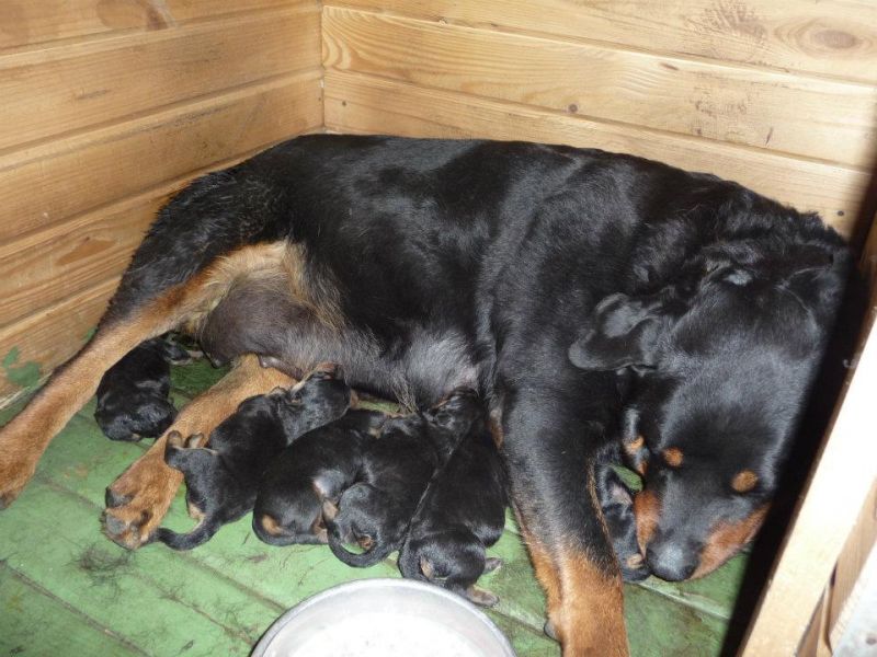 piccoli rottweiler carcano casa