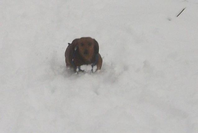 quanta fatica per 10 cm di neve