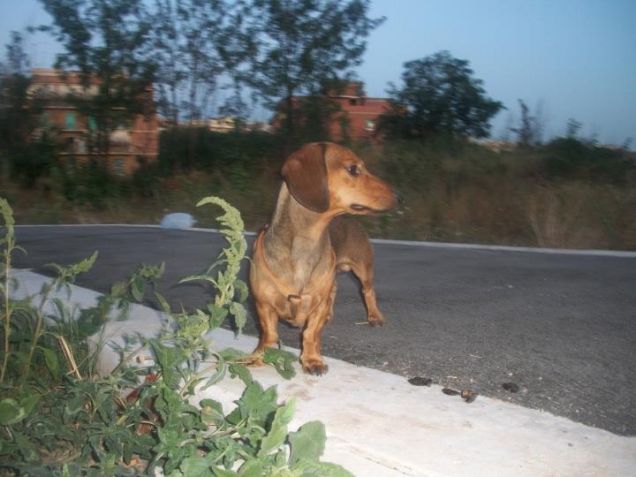 ehi tu! il tuo cane ha dimenticato qualcosa qui. 