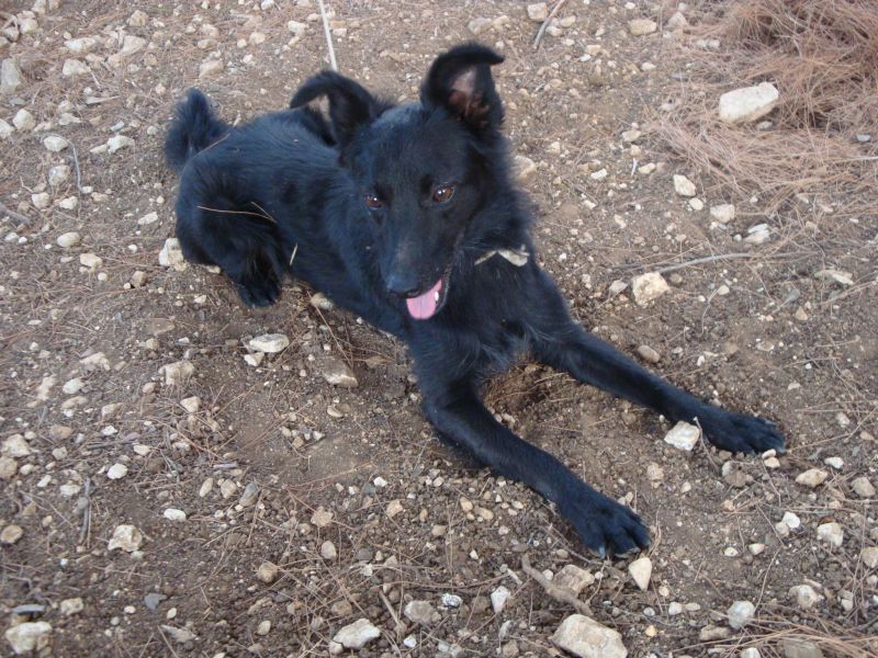 Cagnolino dolcissimo cerca casa!