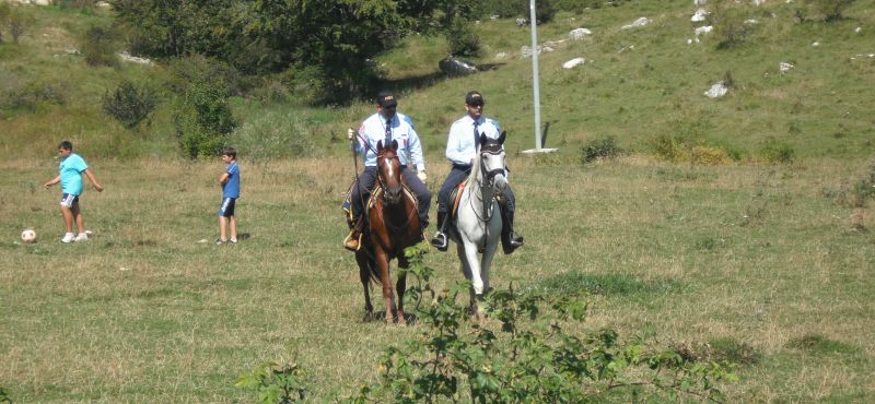 Cerchiamo cavalli in adozione