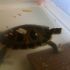 Trachemis scripta scripta - cedo gratis