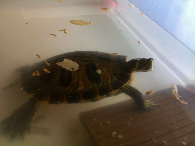 Trachemis scripta scripta - cedo gratis